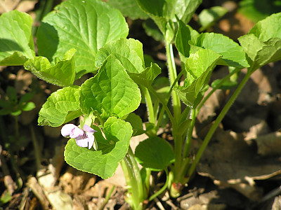 넓은잎제비꽃 사진 - Viola mirabilis L. Photos