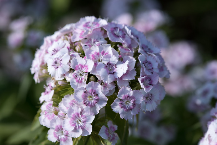 수염패랭이꽃 - Dianthus barbatus L. var. aisaticus L.
