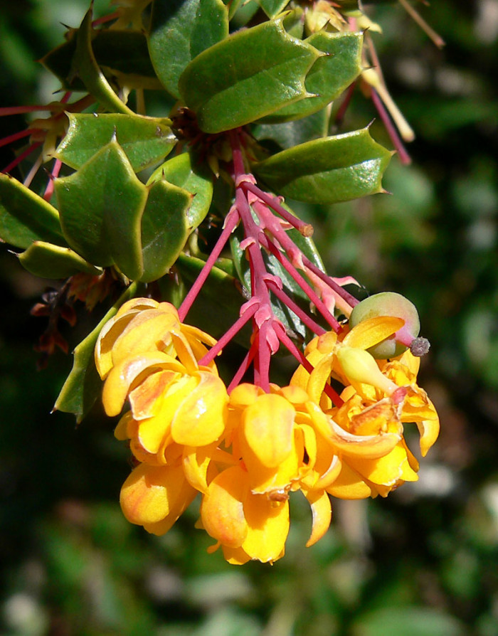 다윈매자나무 - Darwins Barberry, Berberis darwinii