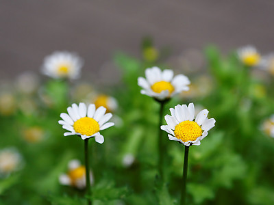 크리산세멈 사진 - Chrysanthemum paludosum Noth Pole Photos