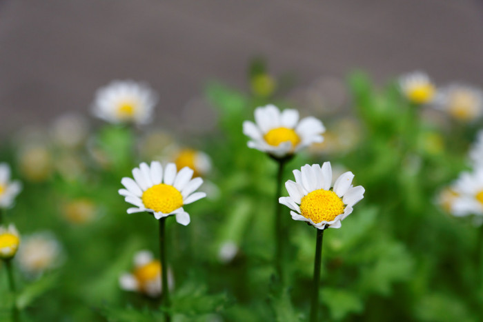 크리산세멈 - Snowland, Chrysanthemum paludosum Noth Pole