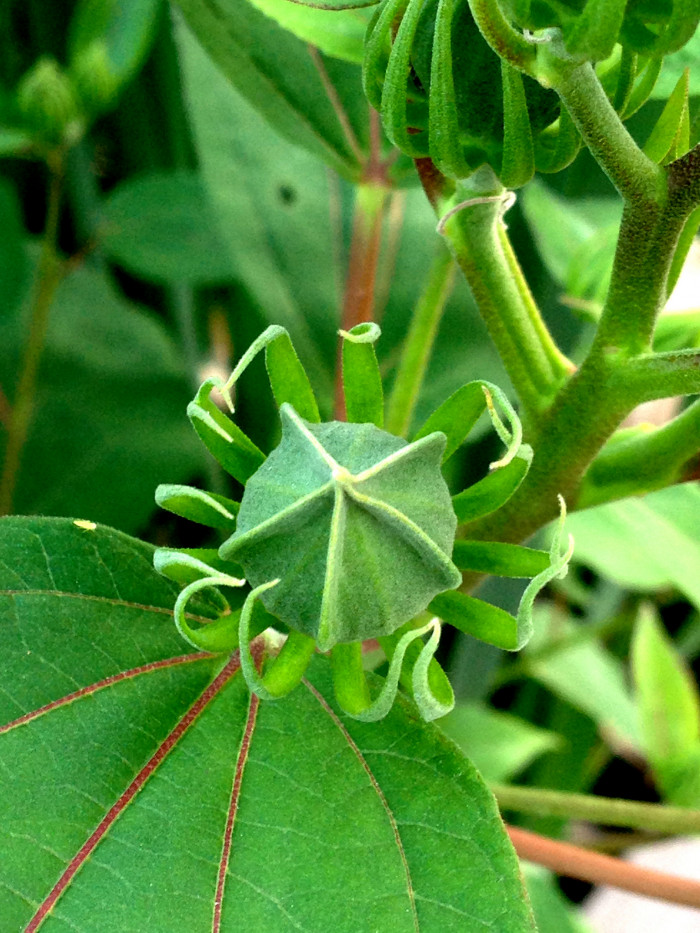 머쉬 말로우 - Marsh Mallow, Alhaea Officinalis