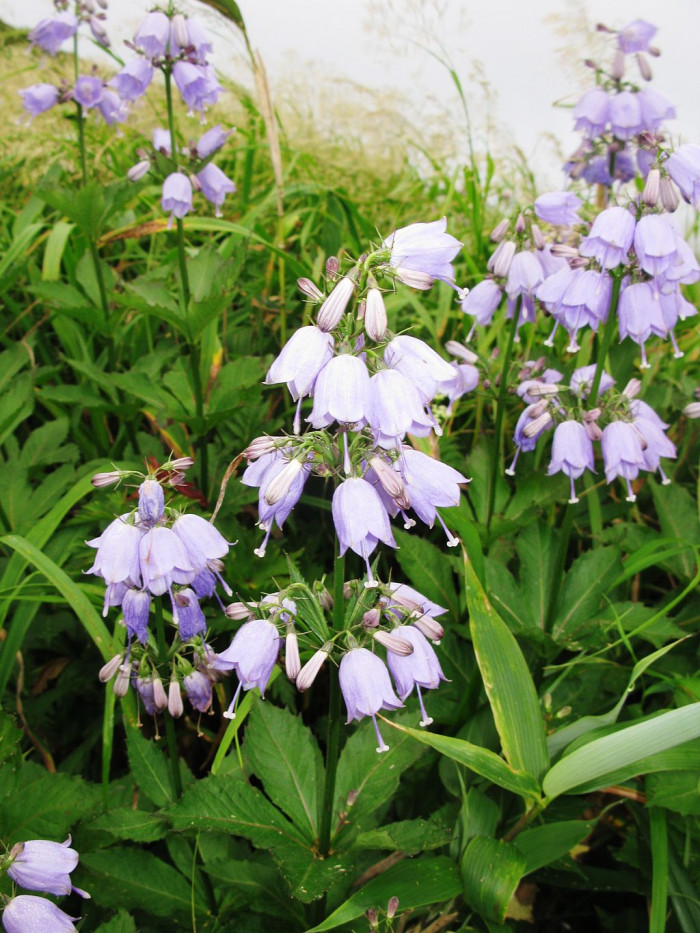 흰진퍼리잔대 - Adenophora palustris Kom. for. leucantha Nakai