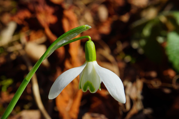 스노우드롭 - Snowdrop, Gay flower, Galanthus nivalis