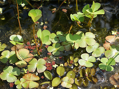 네가래 사진 - Marsilea quadrifolia L. Photos