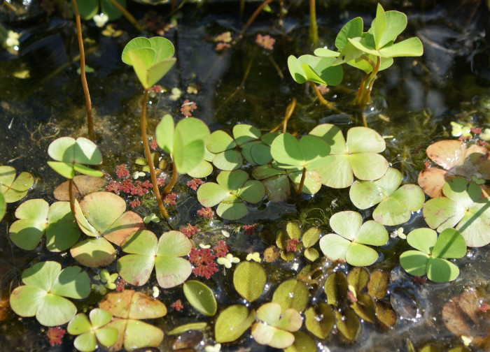 네가래 - Colony of Marsilea quadrifolia, Marsilea quadrifolia L.