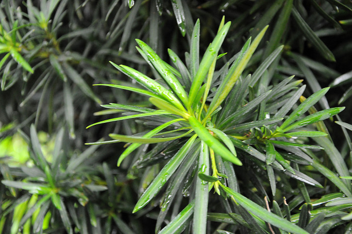 나한송 - Podocarpus macrophyllus (Thunb.) D.Don