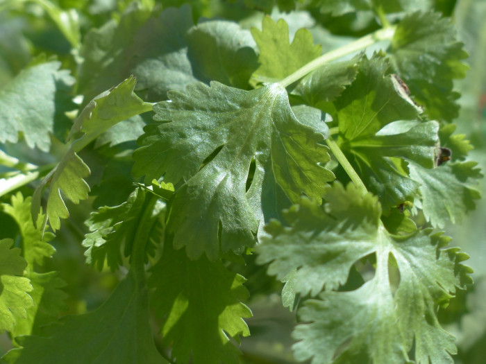 고수 - Coriandrum sativum L.