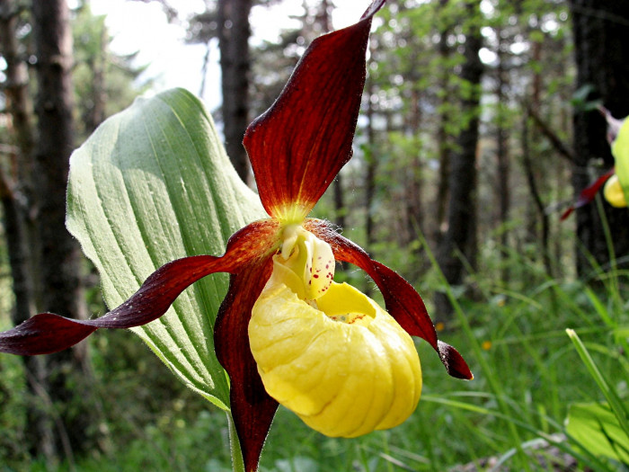 노랑복주머니란 - Cypripedium calceolus L.