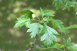 넓은잎산사 - Crataegus pinnatifida var. major N.E.Br.