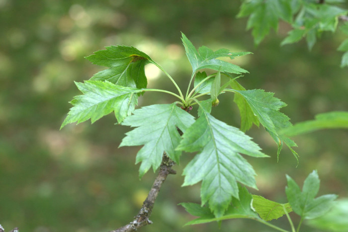 넓은잎산사 - Crataegus pinnatifida var. major N.E.Br.