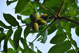 긴가래나무 - Juglans mandshurica var. mandshurica for. stenocarpa Uyeki