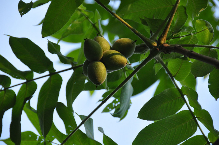 긴가래나무 - Juglans mandshurica var. mandshurica for. stenocarpa Uyeki