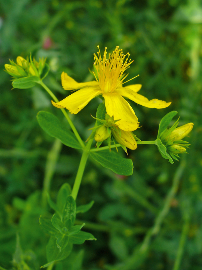 서양고추나물 - Hypericum perforatum L.