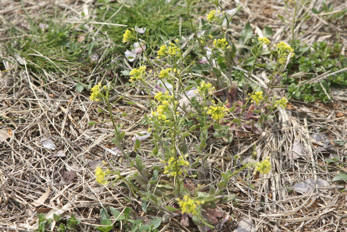 꽃다지 - whitlow grass, Draba nemorosa var. hebecarpa