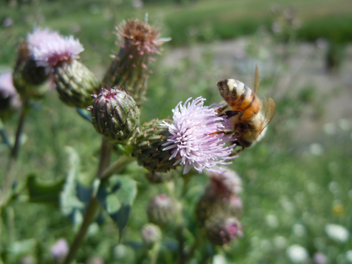 캐나다엉겅퀴 - Cirsium arvense (L.) Scop.