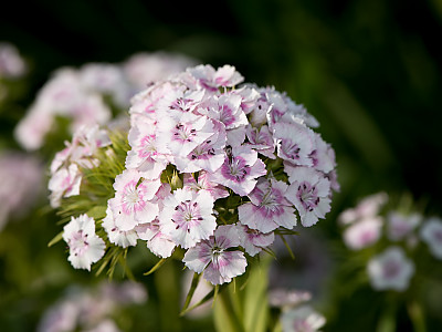 수염패랭이꽃 사진 - Dianthus barbatus L. var. aisaticus L. Photos