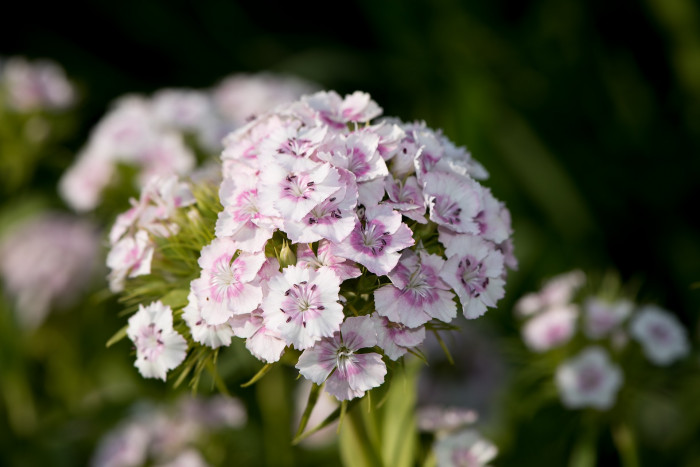 수염패랭이꽃 - Dianthus barbatus L. var. aisaticus L.