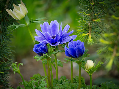 아네모네  사진 - Anemone coronaria Photos