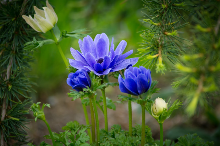 아네모네  - anemone, Anemone coronaria