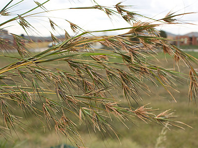 솔새 사진 - Themeda triandra Forssk. ssp. japonica (Willd.) T. Koyama Photos