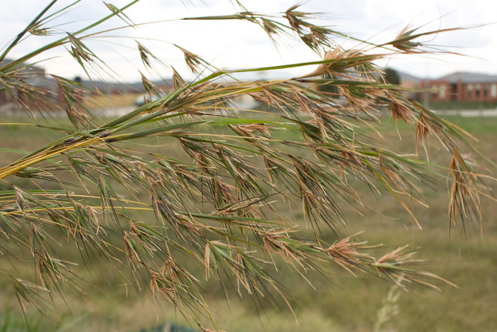 솔새 - Red Grass, Themeda triandra Forssk. ssp. japonica (Willd.) T. Koyama