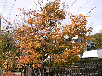 개서어나무 사진 - Carpinus tschonoskii Maxim. var. tschonoskii Photos
