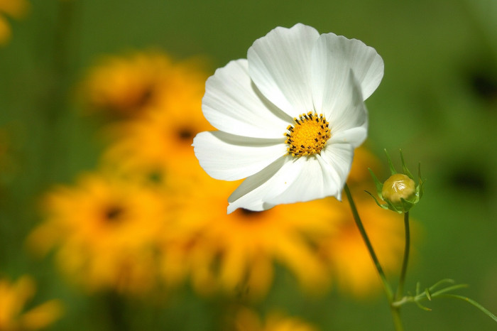 코스모스 - Browallia speciosa, Cosmos bipinnatus