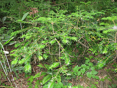 비자나무 사진 - Torreya nucifera (L.) Siebold & Zucc. Photos