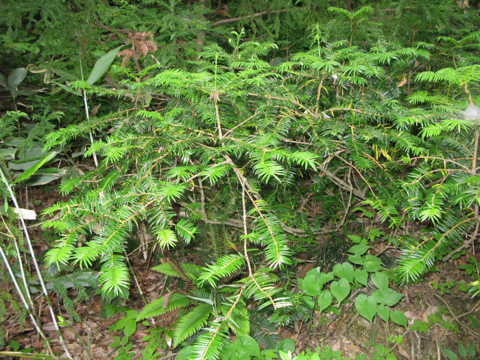 비자나무 - 1, Torreya nucifera (L.) Siebold & Zucc.