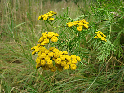 탄지 사진 - Tanacetum vulgare Photos