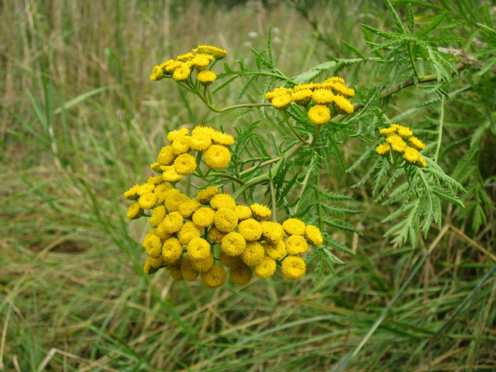 탄지 - tansy, Tanacetum vulgare
