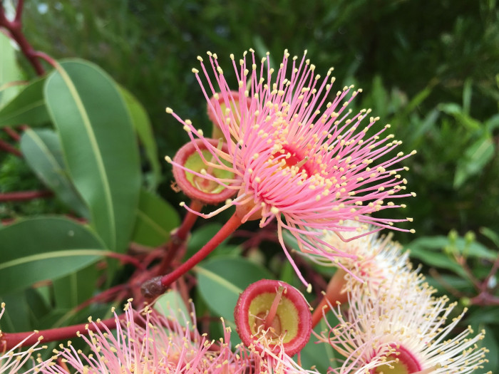 유칼립투스 - Eucalyptus, Eucalyptus globulus