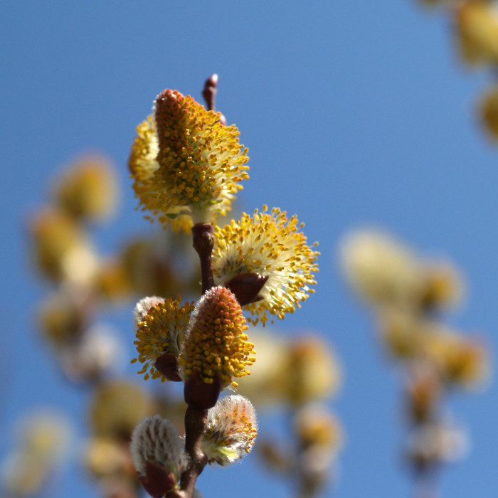 갯버들 - Salix gracilistyla Miq.