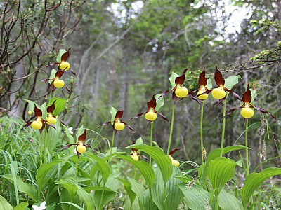 노랑복주머니란 사진 - Cypripedium calceolus L. Photos