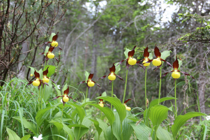 노랑복주머니란 - Cypripedium calceolus L.