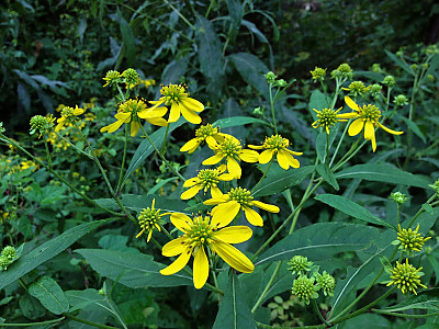 나래가막사리 사진 - Verbesina alternifolia Britton Photos