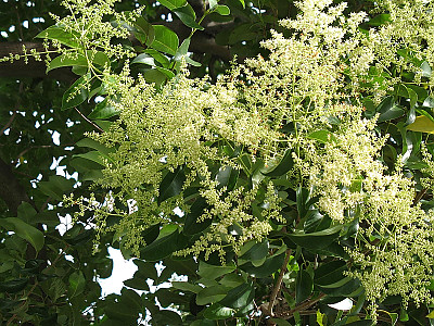당광나무 사진 - Ligustrum lucidum Aiton Photos