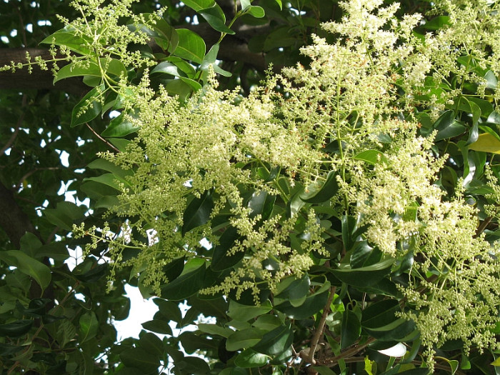 당광나무 - Chinese privet, Ligustrum lucidum Aiton