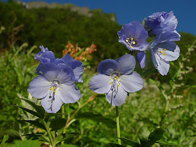 꽃고비 사진 - Polemonium caeruleum (Regel) Kitam. Photos