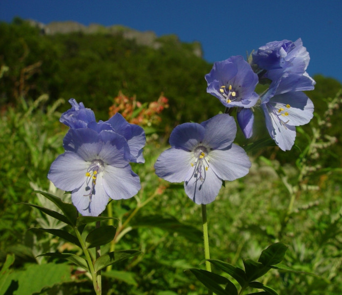 꽃고비 - Polemonium caeruleum (Regel) Kitam.