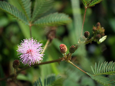 미모사 사진 - Minosa pudica L. Photos