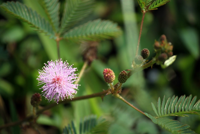 미모사 - Minosa pudica L.