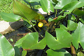 개연꽃 - Nuphar japonicum DC.