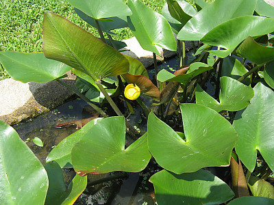 개연꽃 사진 - Nuphar japonicum DC. Photos