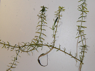 검정말 사진 - Hydrilla verticillata (L.f.) Royle Photos