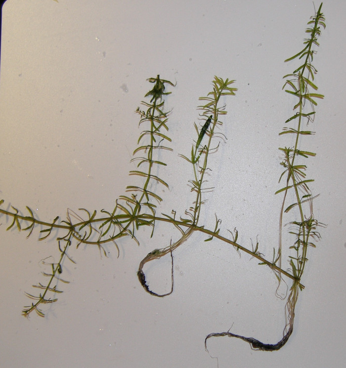 검정말 - 아녕, Hydrilla verticillata (L.f.) Royle