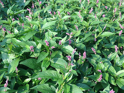 개여뀌 사진 - Persicaria longiseta (Bruijn) Kitag. Photos
