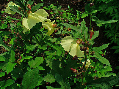 닥풀 사진 - Hibiscus manihot L. Photos
