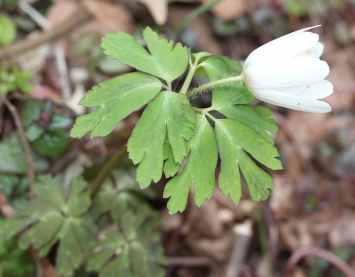 꿩의바람꽃 - Anemone raddeana Regel